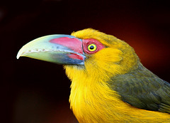 Pteroglossus bailloni