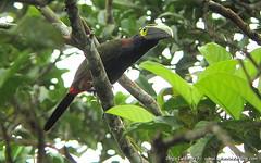 Selenidera spectabilis