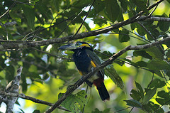 Selenidera reinwardtii