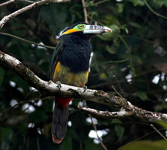 Selenidera maculirostris