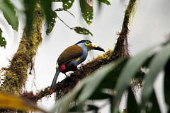 Andigena laminirostris