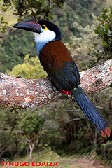 Andigena nigrirostris