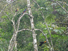 Ramphastos dicolorus