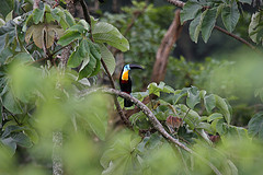 Ramphastos vitellinus