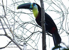 Ramphastos citreolaemus