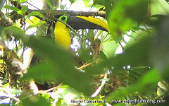 Ramphastos brevis
