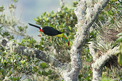 Ramphastos sulfuratus