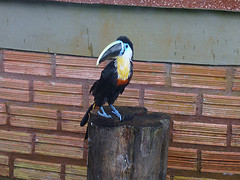 Ramphastos toco