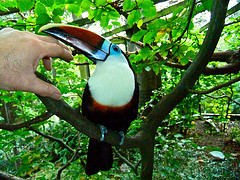 Ramphastos tucanus