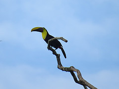 Ramphastos ambiguus