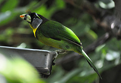 Psilopogon pyrolophus