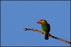 Psilopogon zeylanicus