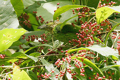 Psilopogon faiostrictus