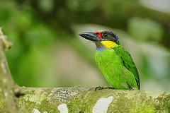 Psilopogon chrysopogon