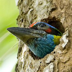 Psilopogon rafflesii