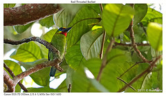 Psilopogon mystacophanos