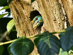 Psilopogon flavifrons