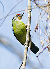 Psilopogon franklinii