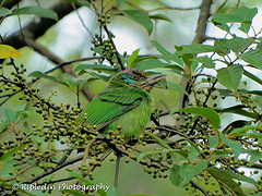 Psilopogon monticola