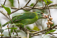 Psilopogon incognitus