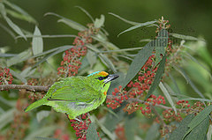 Psilopogon armillaris