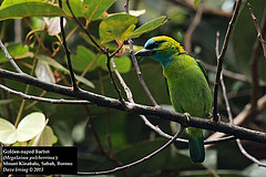 Psilopogon pulcherrimus