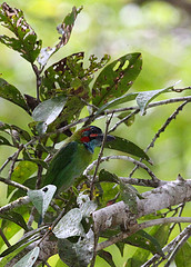 Psilopogon australis