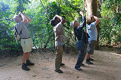 Psilopogon rubricapillus