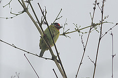 Psilopogon malabaricus