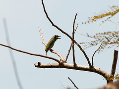 Psilopogon haemacephalus