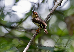 Caloramphus fuliginosus