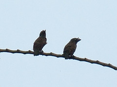 Gymnobucco bonapartei