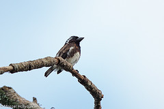 Stactolaema leucotis