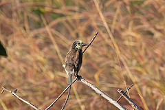 Stactolaema anchietae