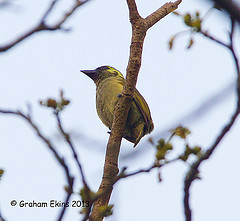 Stactolaema olivacea