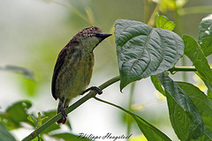 Pogoniulus scolopaceus