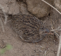 Nothoprocta pentlandii