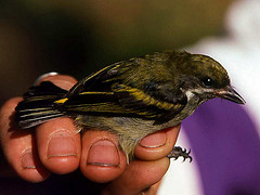 Pogoniulus leucomystax