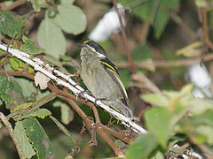 Pogoniulus coryphaea