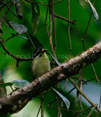 Pogoniulus atroflavus