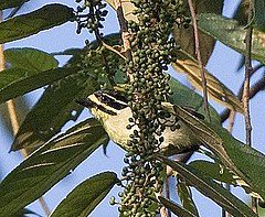 Pogoniulus subsulphureus