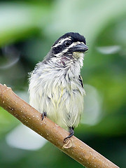 Pogoniulus bilineatus