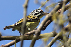 Pogoniulus chrysoconus