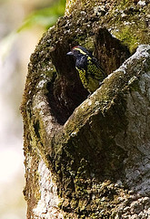 Buccanodon duchaillui