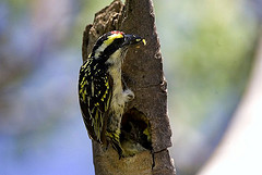 Tricholaema diademata