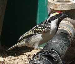 Tricholaema leucomelas