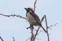 Tricholaema lacrymosa