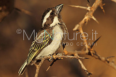 Tricholaema melanocephala