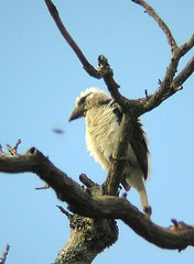 Lybius leucocephalus