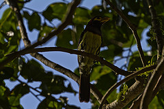 Trachyphonus purpuratus